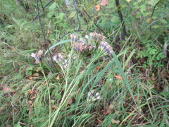 Saussurea parviflora