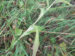Saussurea parviflora