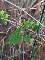 Mikania scandens image