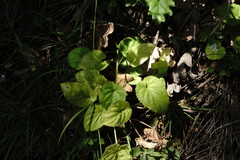 Viola alba dehnhardtii