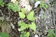 Viola alba dehnhardtii
