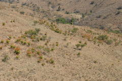 Aloe marlothii marlothii