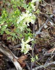 Ceratocapnos claviculata