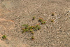 Aloe marlothii marlothii