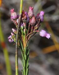 Erica obliqua