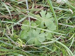 Geranium palustre