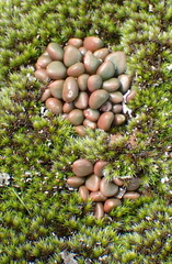 Anacampseros comptonii