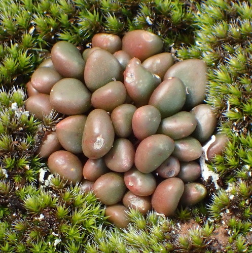 Anacampseros comptonii