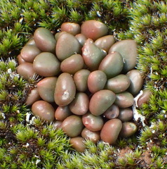 Anacampseros comptonii