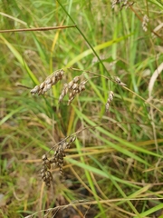 Anthoxanthum nitens