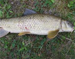 Moxostoma macrolepidotum