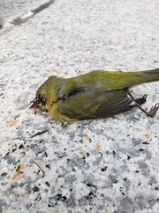 Leiothlypis peregrina