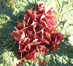 Arctopus monacanthus
