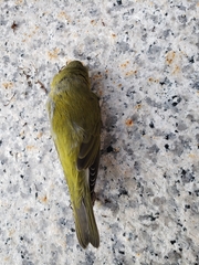 Leiothlypis peregrina