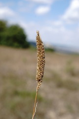 Phleum phleoides