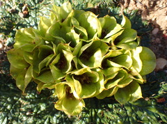 Arctopus monacanthus