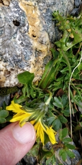 Taraxacum alpinum