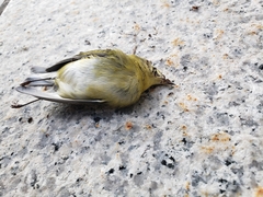 Leiothlypis peregrina