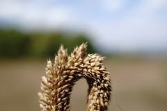 Phleum phleoides