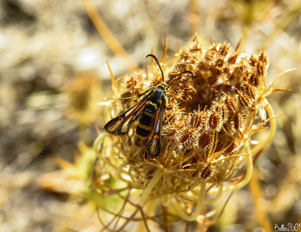 Bembecia astragali