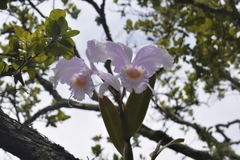 Cattleya
