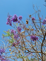 Jacaranda brasiliana