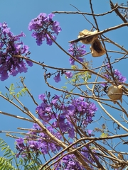 Jacaranda brasiliana