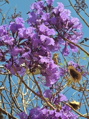 Jacaranda brasiliana