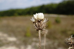 Crepis foetida