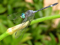 Micrathyria ocellata