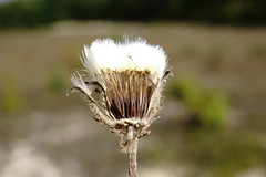 Crepis foetida