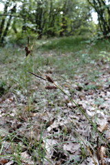 Carex flacca serrulata