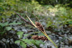 Carex flacca serrulata