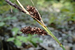 Carex flacca serrulata