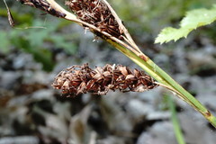 Carex flacca serrulata