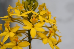 Epidendrum melinanthum