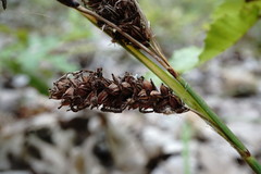 Carex flacca serrulata
