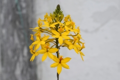 Epidendrum melinanthum