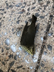 Parkesia noveboracensis