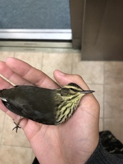Parkesia noveboracensis