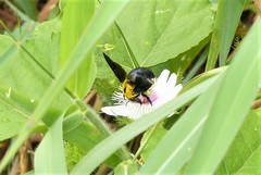 Xylocopa minor