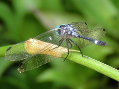 Micrathyria ocellata