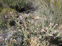 Lobostemon laevigatus