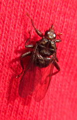 Pseudolynchia canariensis