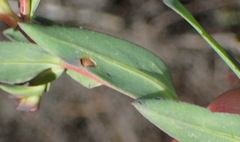 Lobostemon laevigatus