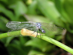 Micrathyria ocellata