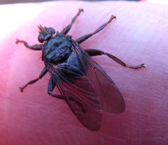 Pseudolynchia canariensis