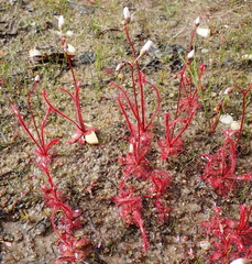 Drosera alba
