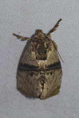 Caissa fasciatum