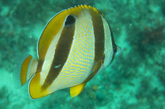 Chaetodon marleyi